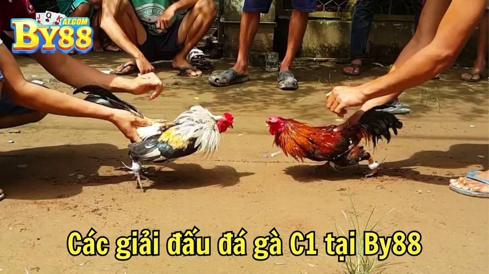 Các giải đấu đá gà C1 tại By88