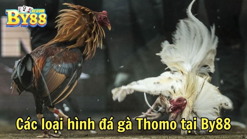 Các loại hình đá gà Thomo tại By88