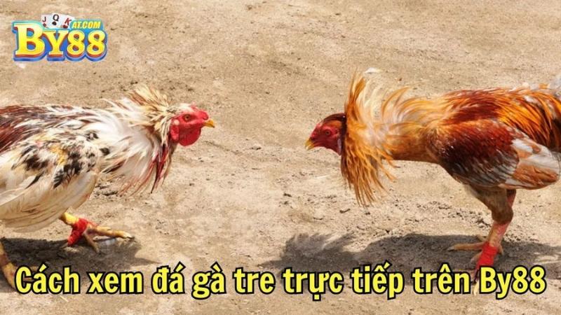 Cách xem đá gà tre trực tiếp trên By88