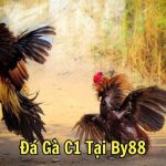 Đá Gà C1 Tại By88: Trải Nghiệm Đỉnh Cao Của Sự Kịch Tính Và Hấp Dẫn