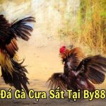 Đá Gà Cựa Sắt Tại By88: Trải Nghiệm Đỉnh Cao Của Đá Gà Trực Tuyến