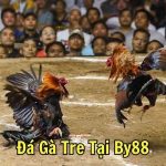 Đá Gà Tre Tại By88