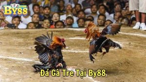 Đá Gà Cựa Dao Tại By88
