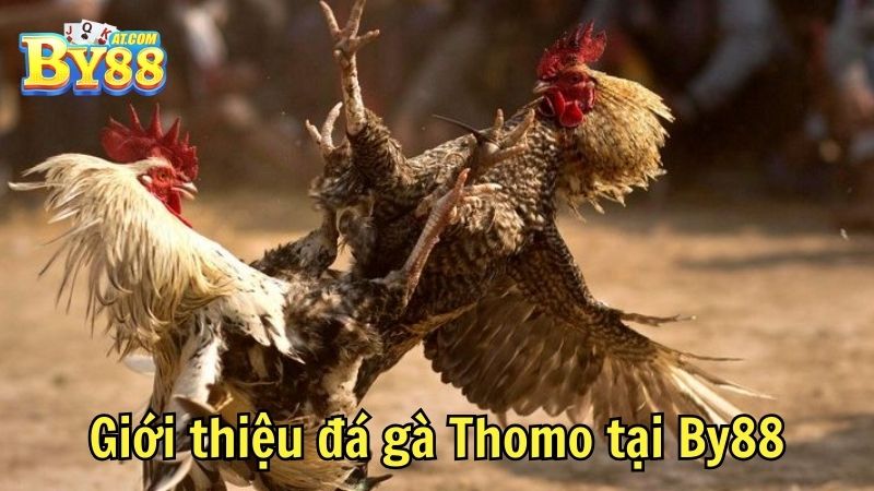 Giới thiệu đá gà Thomo tại By88