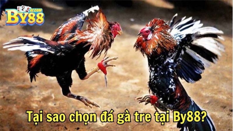 Tại sao chọn đá gà tre tại By88?