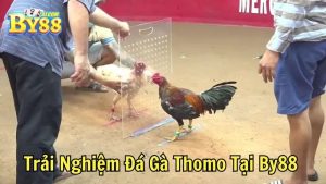 Đá Gà Cựa Dao Tại By88