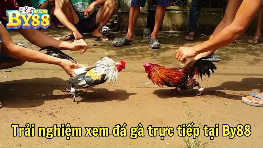 Trải nghiệm xem đá gà trực tiếp tại By88