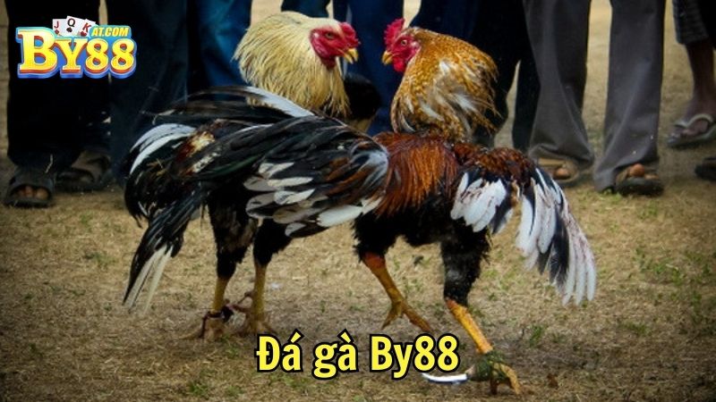 Đá gà By88